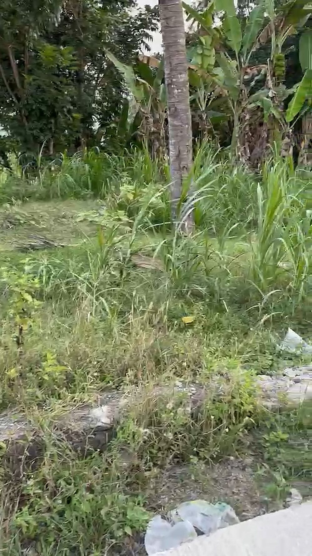 Freehold Land on a Concrete Road in Ngolang — 4.45 Are (SHM) — photo 2