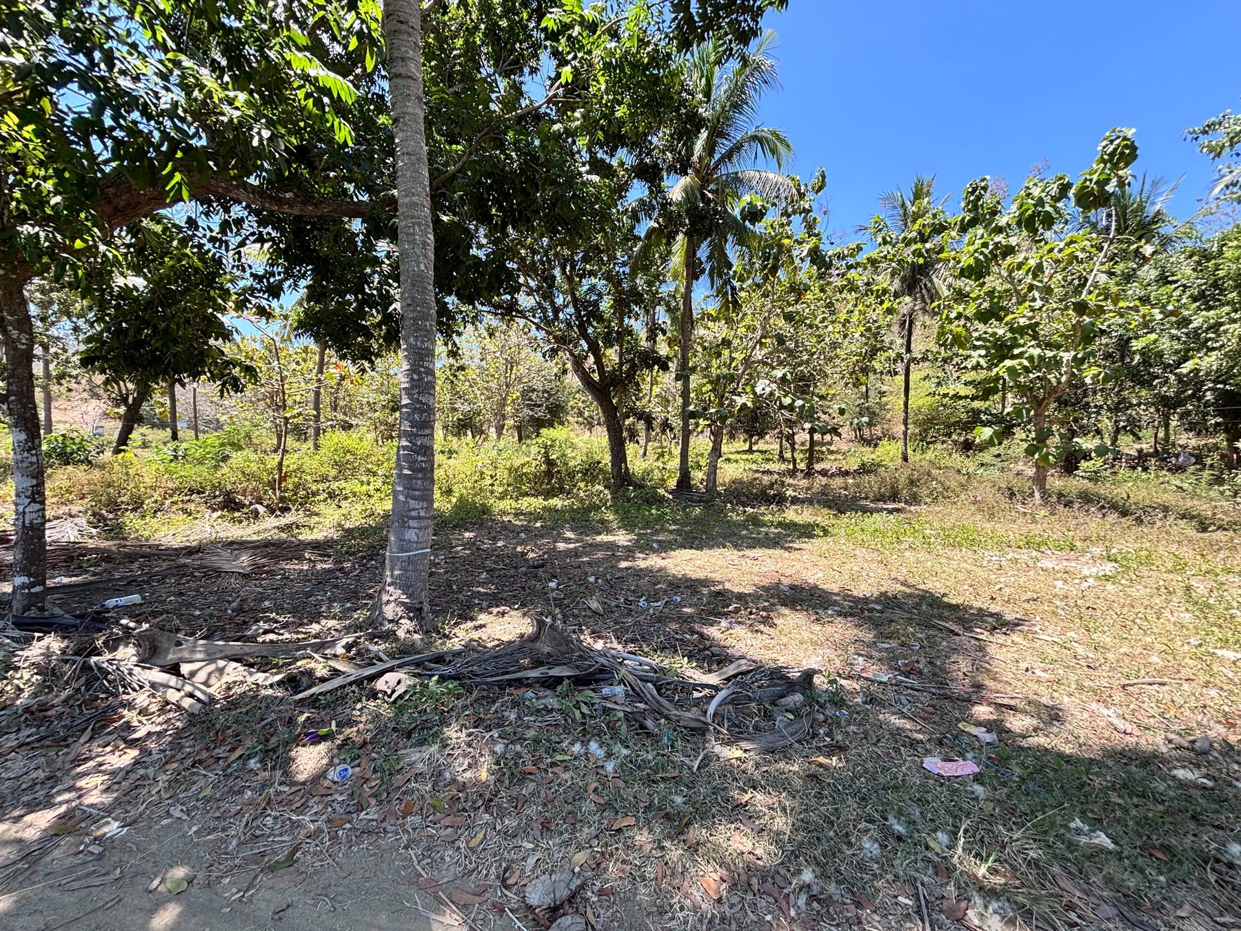Freehold Land in Tampah — 60 Are — photo 2