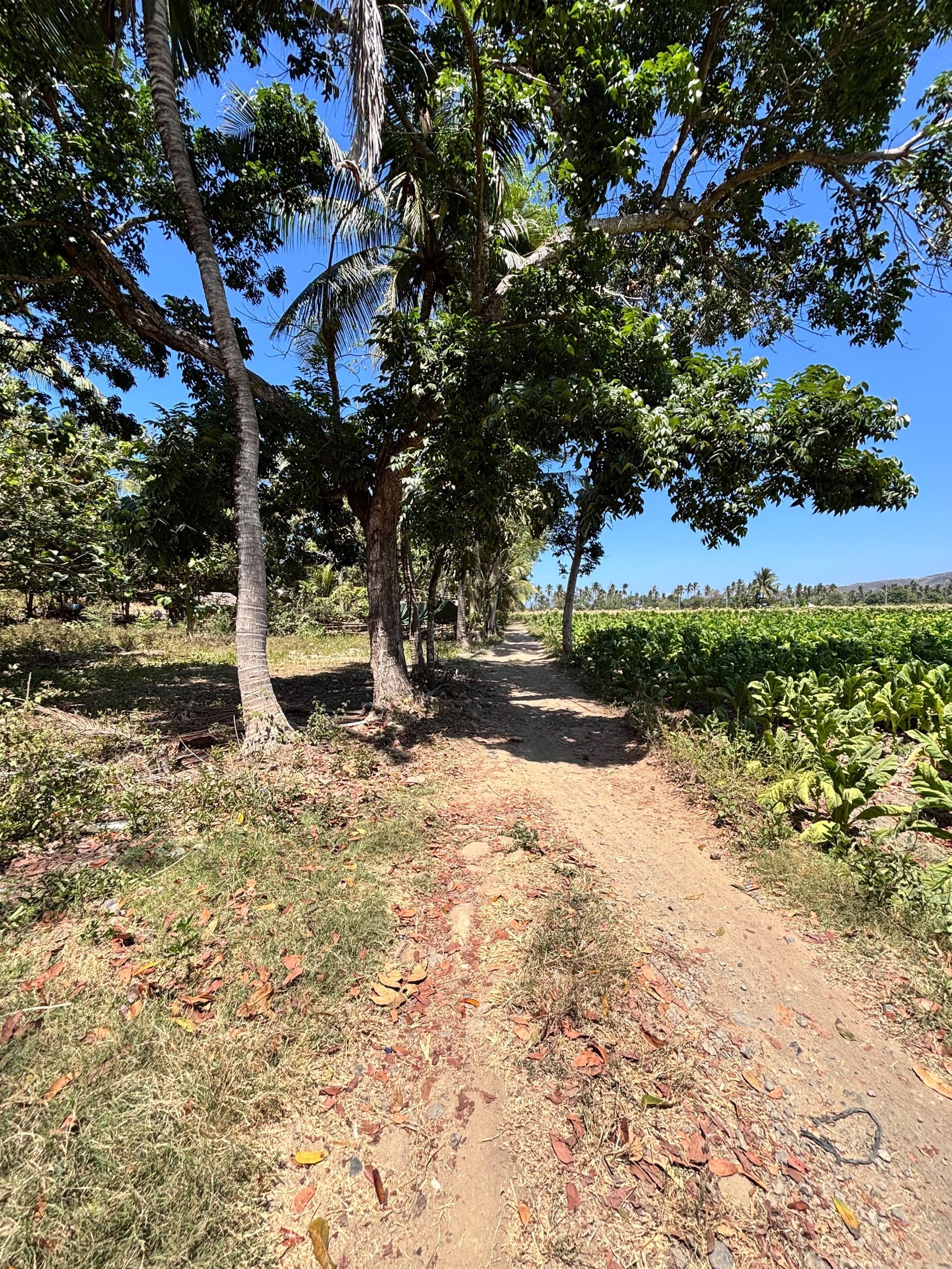 Freehold Land in Tampah — 60 Are — photo 3