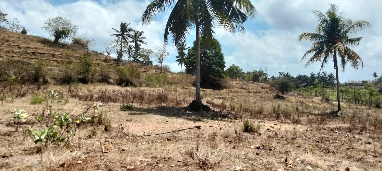 Ocean-View Freehold Land in Torok — 44 Are — photo 3
